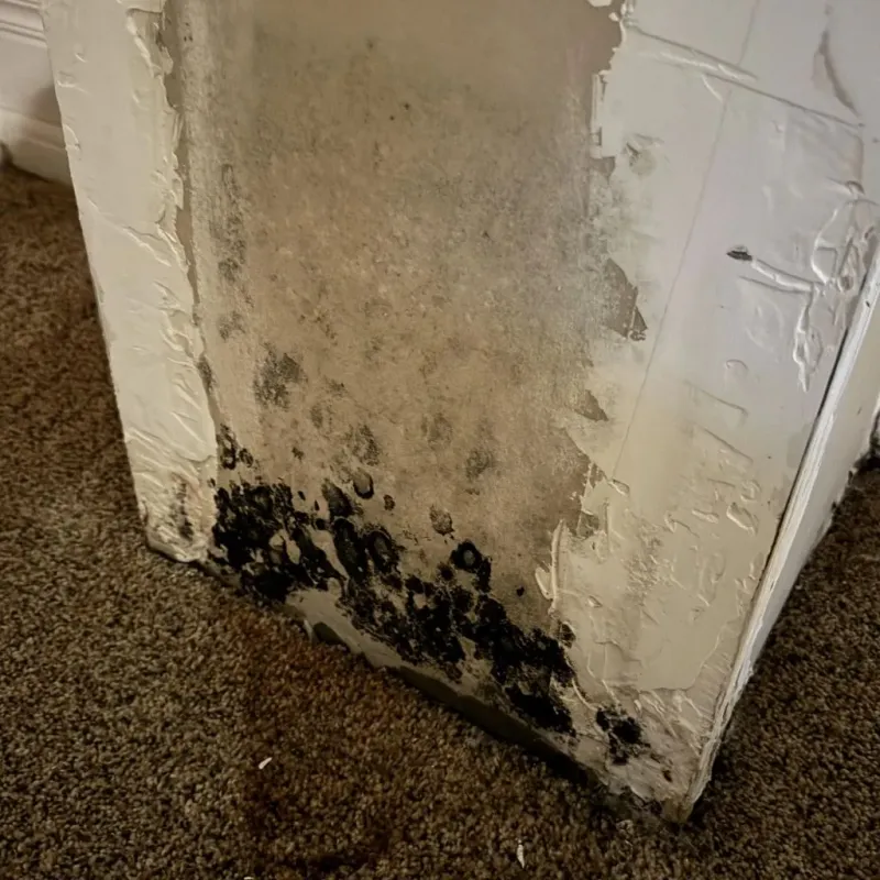 Professional Mold Removal in Sullivan City, TX
